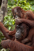 Borneo Orangutan (Pongo pygmaeus) Female and juvenile eating durian fruit Central Kalimantan, Indonesia