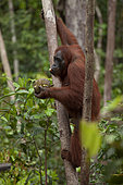 Borneo Orangutan (Pongo pygmaeus) eating durian fruit Central Kalimantan, Indonesia