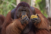 Borneo Orangutan (Pongo pygmaeus) male with juvenile eating durian fruit Central Kalimantan, Indonesia