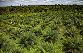 Plantation de palmiers à huile (Elaeis guineensis), Kalimantan occidental, Indonésie.