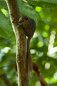 Plantain squirrel (Callosciurus notatus) climbing tree, West Java, Indonseia