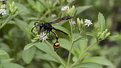Potter wasp (Phimenes sp) on flower, West Java, Indonesia