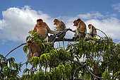 Proboscis monkey (Nasalis larvatus) Group on trees, Tanjung Puting National Park, Central Kalimantan, Indonesia