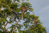 Proboscis monkey (Nasalis larvatus) Group on trees, Tanjung Puting National Park, Central Kalimantan, Indonesia