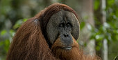 Sumatran orangutan (Pongo abelii) Adult male, Gunung Leuser National Park, North Sumatra