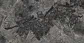 Tadaride à nez plissés (Chaerephon plicatus) dans la grotte de Gua Lalay, Pelabuan Ratu, Java Ouest, Indonésie.