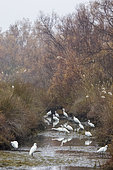 Little Egrets (Egretta garzetta) grouped in a roubine, in a Camargue marsh, France
