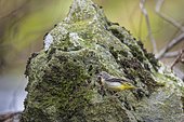Grey Wagtail (Motacilla cinerea) on the banks of the Bourne, a river in the Vercors, France