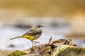 Grey Wagtail (Motacilla cinerea) on the banks of the Bourne, a river in the Vercors, France