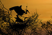 Mating of grey herons (Ardea cinerea) on their nest, at sunset, in the Camargue, France
