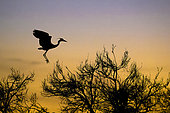 Grey Heron (Ardea cinerea) preparing to land on its nest at sunset, Camargue, France