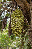 Urucuri palm (Attalea phalerata) fruits, Brasil