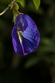 Butterfly pea (Clitoria ternatea) flower, Maranhao, Brazil