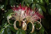 Malabar chesnut (Pachira aquatica) flowers, Maranhao, Brazil