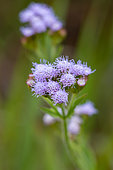 Billygoat-weed (Ageratum conyzoides), Ilhabela, Sao Paulo State, Brazil