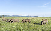 Rhinocéros blanc (Ceratotherium simum) groupe dans la savane, Lewa Wildlife Conservancy, Kenya