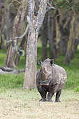 White rhinoceros or square-lipped rhinoceros (Ceratotherium simum). Africa, East Africa, Kenya, December