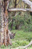 White rhinoceros or square-lipped rhinoceros (Ceratotherium simum). Africa, East Africa, Kenya, December