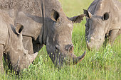Rhinocéros blanc (Ceratotherium simum) groupe dans la savane, Lewa Wildlife Conservancy, Kenya