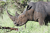 White rhinoceros or square-lipped rhinoceros (Ceratotherium simum). Africa, East Africa, Kenya, November