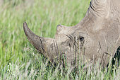 Rhinocéros blanc (Ceratotherium simum) dans la savane, Lewa Wildlife Conservancy, Kenya