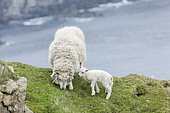 Moutons Shetland sur les îles Shetland. Le mouton Shetland est une race traditionnelle et rustique des îles du Nord de l'Écosse, Îles du Nord, Shetland, Écosse, Grande-Bretagne
