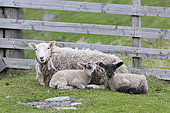 Moutons Shetland sur les îles Shetland. Le mouton Shetland est une race traditionnelle et rustique des îles du Nord de l'Écosse, Îles du Nord, Shetland, Écosse, Grande-Bretagne