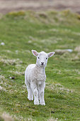 Mouton Shetland sur les îles Shetland. Le mouton Shetland est une race traditionnelle et rustique des îles du Nord de l'Écosse, Îles du Nord, Shetland, Écosse, Grande-Bretagne