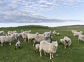 Shetland Sheep on the Shetland Islands. Shetland Sheep are a traditional, hardy breed of the Northern Isles in Scotland. Europe, Great Britain, Scotland, Northern Isles, Shetland, May