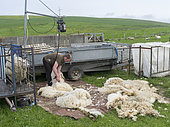 Shetland Sheep on the Orkney Islands. Sheep shearing on a paddock.It is a traditional, hardy breed of the Northern Isles in Scotland. Europe, Great Britain, Scotland, Northern Isles, Orkney, June
