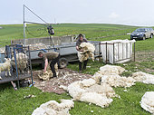 Moutons Shetland sur les îles Orcades, Tonte de moutons dans un paddock. C'est une race traditionnelle et rustique des îles du Nord de l'Écosse, Îles du Nord, Orcades, Écosse, Grande-Bretagne