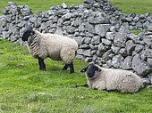 Mouton Suffolk, îles Shetland, Îles du Nord, Shetland, Écosse, Grande Bretagne