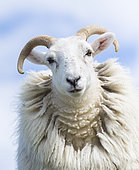 Moutons (Cheviot) sur l'île de Harris, berceau du Harris Tweed. Seuls les moutons Cheviot et Scottish Blackface peuvent être utilisés pour le Harris Tweed.Europe, Écosse, juillet