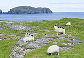 Sheep (Cheviot) on the Isle of Harris, home of the Harris Tweed, starlings riding on back. Only Cheviot and Scottish Blackface sheep may be used for Harris Tweed.Europe, Scotland, July
