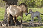 Przewalskis Horse or Takhi (Equus ferus przewalskii) in the wildlife center of the Hortobagy National Park. Mare with foal. The true wild horses are kept in a huge enclosure in the Pentezug Puszta. They live in near wild conditions to study their behaviour in a natural environment and prepare them for the reintroduction into the wild. Europe, Eastern Europe, Hungary, April