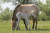 Przewalskis Horse or Takhi (Equus ferus przewalskii) in the wildlife center of the Hortobagy National Park. Mare with foal. The true wild horses are kept in a huge enclosure in the Pentezug Puszta. They live in near wild conditions to study their behaviour in a natural environment and prepare them for the reintroduction into the wild. Europe, Eastern Europe, Hungary, April