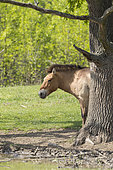 Przewalskis Horse or Takhi (Equus ferus przewalskii) in the wildlife center of the Hortobagy National Park. The true wild horses are kept in a huge enclosure in the Pentezug Puszta. They live in near wild conditions to study their behaviour in a natural environment and prepare them for the reintroduction into the wild. Europe, Eastern Europe, Hungary, April