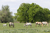 Przewalskis Horse or Takhi (Equus ferus przewalskii) in the wildlife center of the Hortobagy National Park. The true wild horses are kept in a huge enclosure in the Pentezug Puszta. They live in near wild conditions to study their behaviour in a natural environment and prepare them for the reintroduction into the wild. Europe, Eastern Europe, Hungary, April