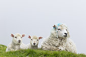 Moutons Shetland sur les falaises de la réserve naturelle d'Hermaness, Unst, îles Shetland. Les moutons Shetland sont une race traditionnelle et rustique de moutons en Europe du Nord, Îles Shetland, , Écosse, Grande-Bretagne