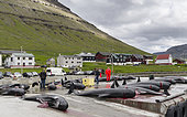 Whaling ( Grindadrap ) Long Finned Pilot Whale (globicephala melas) on the Faroe Islands, Hvannasund 2016. Whaling on the Faroe Islands is for subsistance and local consumption only. Meat is not exported or traded. Internationally hunting is not banned but controversial. Europe, Northern Europe, Scandinavia, Faroe Islands, Denmark
