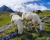 Tiroler Bergschaf (Tyrolean Mountain Sheep also called Pecora Alina Tirolese) on its mountain pasture (Shieling) in the Oetztal Alps (Obergurgl, Hohe Mut, Gaisbergtal). Europe, Asutria, Tyrol