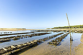 Oyster farming, Estuary of Payré, Natura 2000 site, Dunes de la Plage du Veillon, Talmont St Hilaire, Pays de Loire, Vendée, France