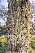 English Elm (Ulmus procera), trunk