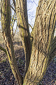 Thorn-elm (Hemiptelea davidii), trunks