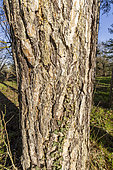 Corsican pine (Pinus nigra subsp maritima), trunk
