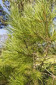 Corsican pine (Pinus nigra subsp maritima)
