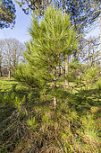 Corsican pine (Pinus nigra subsp maritima)