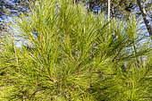Corsican pine (Pinus nigra subsp maritima)