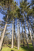 Corsican pine (Pinus nigra subsp maritima)