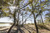 Holly oak (Quercus ilex), Estuary of Payré, Natura 2000 site, Dunes de la Plage du Veillon, Talmont St Hilaire, Pays de Loire, Vendée, France